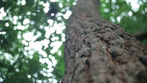 Coarse-Bark-Of-An-Old-Tree-In-The-Forest-Against-Blurry-Foliage-At-Kurnell-National-Park-In-New-South-Wales,-Australia