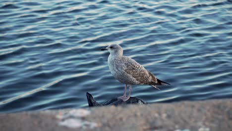 Seagull-waiting-and-flying-away---4k