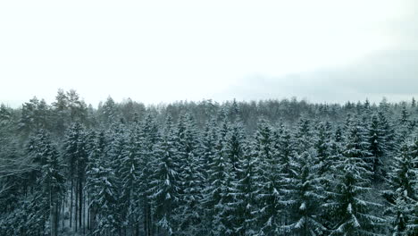 Ascending-aerial-wide-shot-over-beautiful-coniferous-forest-during-frosty-cold-day-in-winter