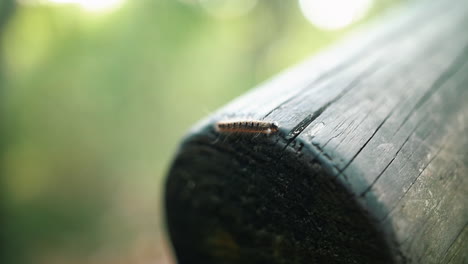 Caterpillar-Crawling-Slowly-On-The-Wooden-Pillar-During-Daytime---Slow-Motion