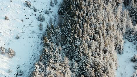Blanket-of-white-snow-covers-pine-trees,-winter-forest,-aerial