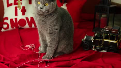British-Shorthair-cat-plays-with-a-rope-and-licks-his-hand-in-front-of-the-christmas-pillows-on-red-cover