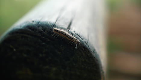 Black-Caterpillar-With-Long-Hair-Creeping-On-Lying-Wooden-Post