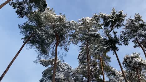Pine-treetops-covered-with-snow-on-sunny-winter-day,-low-angle-shot