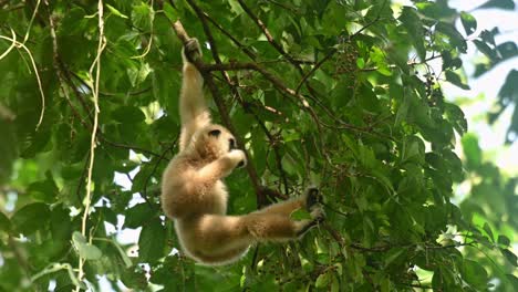 White-handed-Gibbon,-Hylobates-lar,-4K-Footage