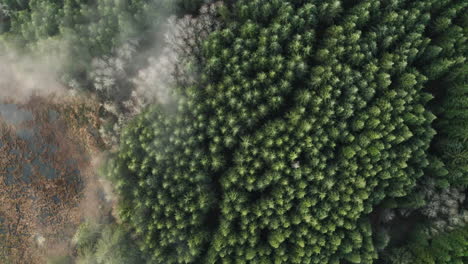 Bird's-eye-View-Of-Douglas-Fir-and-Alder-Trees,-Fog-and-Lake-In-Oregon---aerial-drone-shot