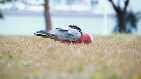 Pink-And-Grey-Cockatoo-Feeding-On-A-Lawn-Near-Kurnell,-NSW---slow-motion