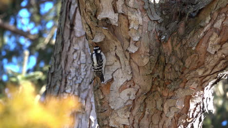 A-female-downy-woodpecker-pecks-at-the-bark-of-a-maple-tree