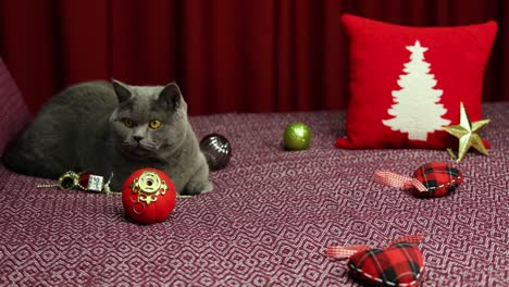 Gray-Fluffy-British-Shorthair-Cat-is-looking-up-On-Damson-Bedcover-In-New-Year-Concept