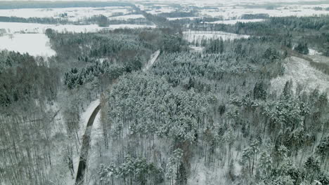 Panorama-Of-Tall-Pine-Woodland-Between-Road-During-Winter-Near-Pieszkowo-Village,-Poland