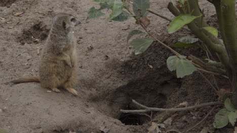 Portrait-of-cute-meerkat-looking-around-for-danger-near-burrow