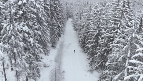 Aerial-view-overlooking-a-trail-with-running-man-towards-camera,-in-middle-of-snow-covered-trees-and-snowy-forest,-on-a-cloudy,-winter-day---drone-shot,-lowering