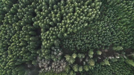 Aerial-flight-looking-straight-down-at-dense-Douglas-Fir-tree-forest