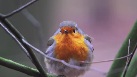 Close-Up-View-Of-Robin-Perched-On-Branch-Looking-Around