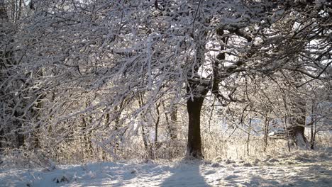 árbol-Cubierto-De-Nieve-En-Un-Día-Soleado-De-Invierno
