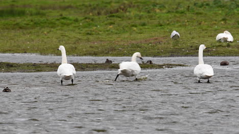Whooper-Swan-standing-in-shallow-water,-preening-their-feathers,-Texel,-the-Netherlands