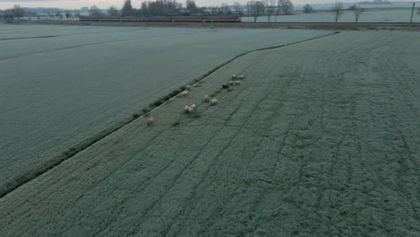 Aerial-of-flock-of-sheep-in-frozen-meadow