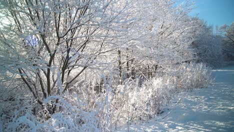 Weißer-Schnee-Bedeckte-Die-Zweige-Eines-Baumes,-Während-Etwas-Schnee-Aufgrund-Der-Sonne-Schmilzt-Und-Auf-Die-Pflanzen-Fällt