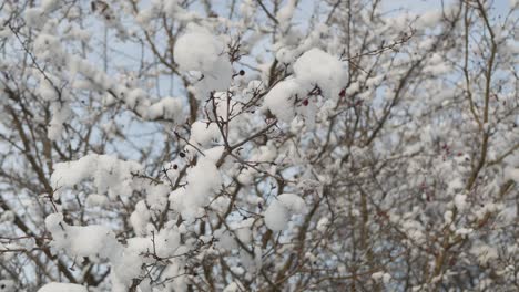 Schnee-Auf-Kahlen-Ästen,-Sonniger-Wintertag