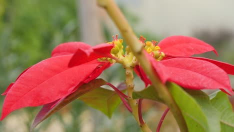 Close-up-of-a-large-red-flower