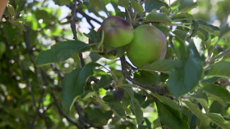Hand-picking-a-ripe-green-apple-from-a-tree