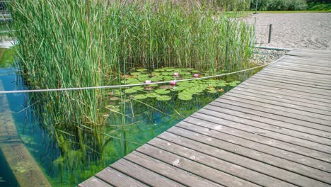 A-wooden-bridge,-Pathway-in-lotus-lake-in-a-park-during-a-sunny-day