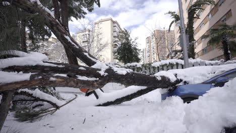 Umgestürzte-Bäume-Katastrophe-Von-Filomena-Sturm-Madrid-Spanien