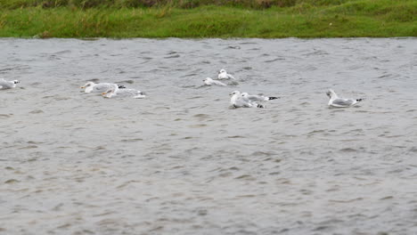 Diversity-of-Sea-Gulls-cleaning-feathers-and-bathing-in-freshwater-pond,-Texel,-the-Netherlands