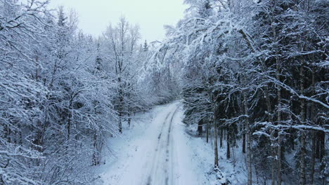 Trees-covered-with-white-snow-on-there-branches-with-tire-tracks-on-the-road-on-the-ground-in-Deby-Poland
