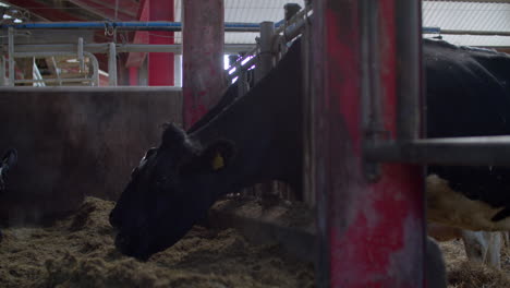 herd-of-cows-eating-hay-in-cowshed-on-dairy-farm