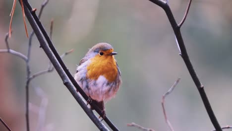 European-robin-songbird-standing-on-the-branch-of-a-tree