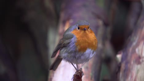 Close-view-of-a-European-robin-songbird-looking-at-the-camera