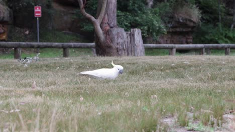 A-Local-Cockatoo-looking-for-some-food-at-the-grass-meadow