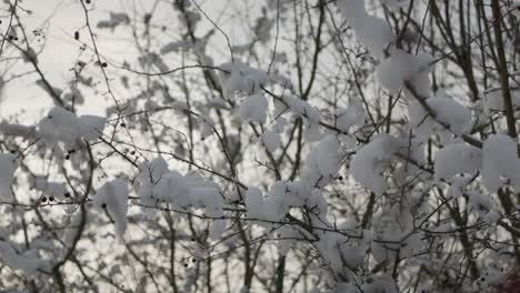 Snow-on-leafless-tree-branches,-evening-light,-winter-time