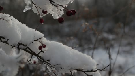 Snow-on-leafless-branches-with-small-berries,-tracking-shot