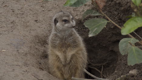 portrait-Cute-meerkat-standing-near-burrow-and-looking-around