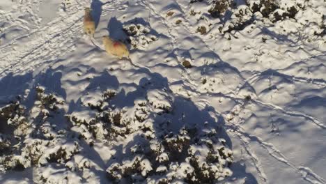Sheep-grazing-leaving-tracks-in-snowy-cold-British-winter-countryside-aerial-following-livestock