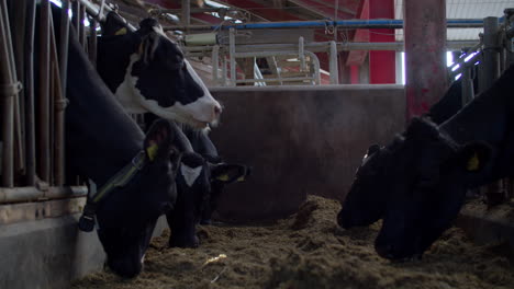 Dairy-cows-in-a-farm