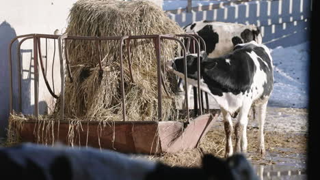 Vacas-Lecheras-Comiendo-Heno-En-El-Establo-En-La-Granja-Rural