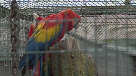 two-scarlet-macaws-sitting-in-a-small-bird-cage