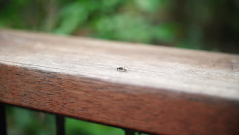 Hormiga-Arrastrándose-En-Una-Valla-De-Madera-Durante-El-Día