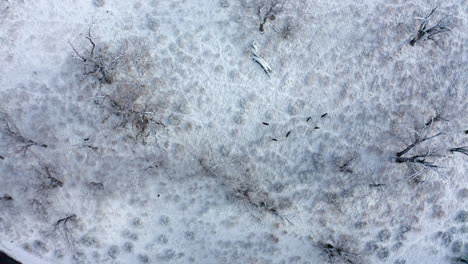 Luftaufnahme-Einer-Kleinen-Herde-Von-Maultierhirschen-Auf-Einem-Verschneiten-Wildpfad