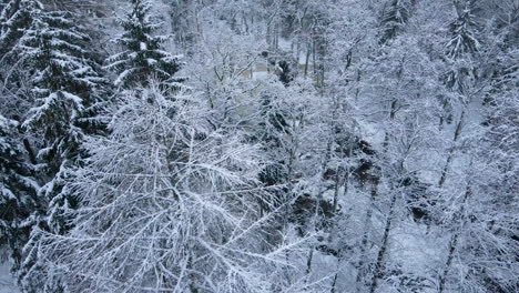 Ramas-De-Abeto-Cargadas-De-Nieve-Fresca-Durante-El-Invierno-En-Deby,-Polonia