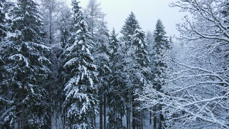 Beautiful-snow-covered-pine-trees-of-a-forest-during-winter---aerial