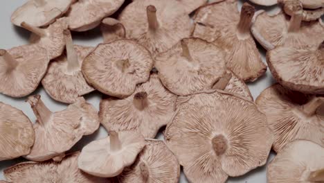 Wild-Mushroom-Drying-on-Plate,-Closeup-Pan-Right