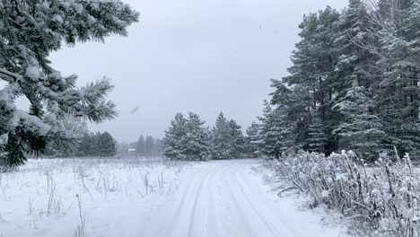 Winter-Forest-Trail-Empty-During-Heavy-Snowfall,-static-shot