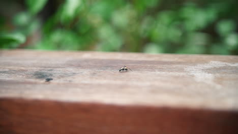 Hormiga-Insecto-Común-Arrastrándose-Contra-Una-Valla-De-Madera-En-Un-Jardín