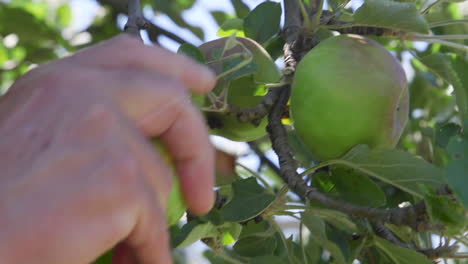 An-apple-being-picked-by-hand-from-a-tree-in-slow-motion