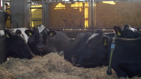 Kühe-In-Einem-Bauernhof