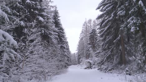 Pov-Autofahrt-Auf-Verschneiter-Straße-In-Frostigem-Kiefernwald-An-Einem-Kalten-Wintertag---Fpv,-Fahrersicht